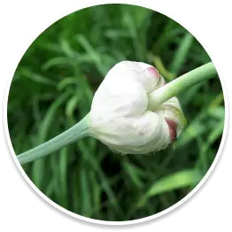 Lasuna Bulb Nectar of Gods ingredient in Bazopril for arterial flexibility